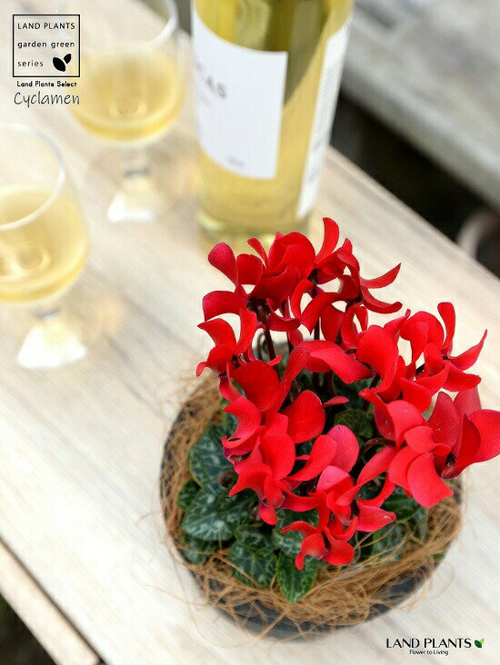 ガーデンシクラメン（赤花） 黒色 モスポット シリンダー型 陶器鉢 【ココファイバー】 シクラメン フイリ ミックス カガリビバナ（篝火花） ブタノマンジュウ（豚の饅頭） 苗 苗木 花苗 鉢花 鉢植え 植木 赤 レッド 黒 ブラック 丸 観葉植物 送料無料