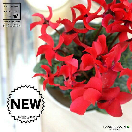 ガーデンシクラメン（赤花） 4号 白色 プラスチック鉢 【ココファイバー】 シクラメン フイリ ミックス カガリビバナ（篝火花） ブタノマンジュウ（豚の饅頭） 苗 苗木 花苗 鉢花 鉢植え 植木 赤 レッド 白 ホワイト 丸 プラ鉢 12cm 観葉植物