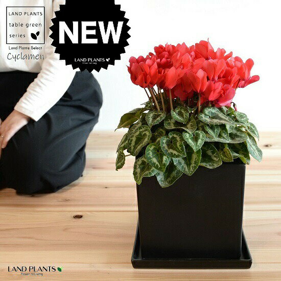 シクラメン黒色キューブ型陶器鉢Lサ...