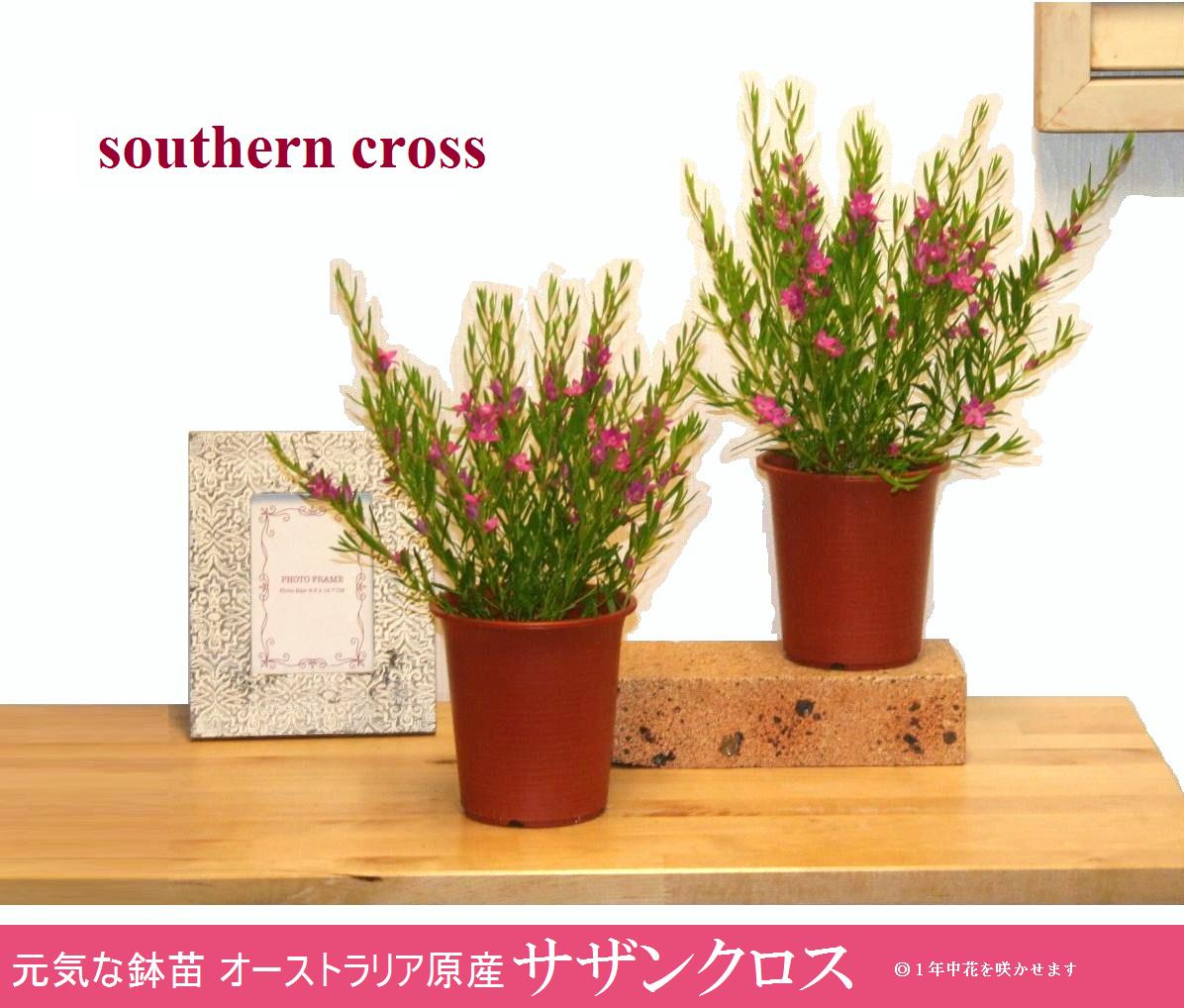 サザンクロス（南十字星） 4号 プラスチック苗 1鉢 サリグナ エクサラタ Crowea