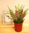 【 花苗 】　星形の小さい花がかわいい　　サザンクロス 　（ピンク）　花つき　　樹高：約35cm　敬老の日　ポイント消化　観葉植物