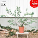 【 季節の苗木 】 ポンポンと付く手まり状の花 コデマリ Garden green series 敬老の日 ポイント消化 観葉植物