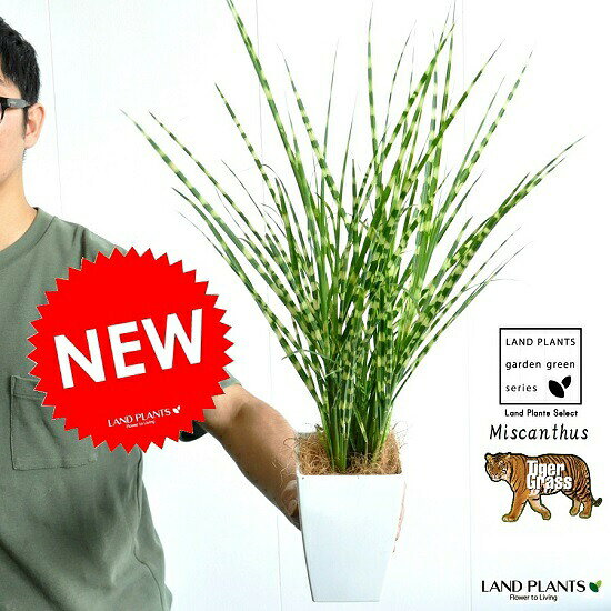 NEW!!　タイガーグラス（ミスキャンタス）　白色プラスチック鉢セット　4号サイズ　Miscanthus sinensis GOLD BAR・苗・苗木　敬老の日・ポイント消化・観葉植物　イネ・ススキ・トラ縞模様・ミスカンサス・オーナメンタルグラス・ゴールドバー