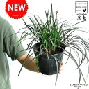 NEW!! コクリュウ 黒竜 5号サイズ Ophiopogon planiscapus 草・ジャノヒゲ・苗・苗木・玉竜・竜のヒゲ・鉢・鉢植え 黒龍・敬老の日・ポイント消化・観葉植物・リュウノヒゲ 竜の髭・ジャノヒゲ 