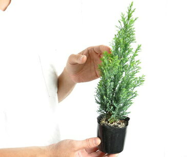 コニファー(エンパイヤ—) 3号 苗ポット 成長速度の速い植物・寄せ植えや・お庭のシンボルツリーに クリスマスツリー・垣根・生垣・苗・苗木・鉢植え ポイント消化・観葉植物・ポイント消化・エンパイヤ・エンパイア・エンパイア—