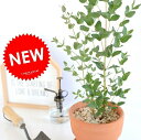 ユーカリ (グニー) 皿付テラコッタ オレンジ 陶器鉢 鉢植え 陶器 茶色 テラコッタ鉢 ユーカリの木 ユーカリプタス フトモモ グニ コアラ 観葉植物 送料無料