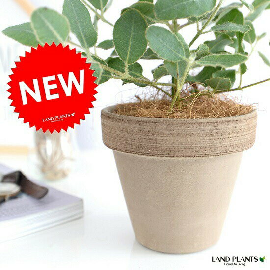 ユーカリ （プレウロカルパ) イタリアン テラコッタ チョコレート 陶器鉢 鉢植え 陶器 茶色 テラコッタ鉢 チョコ ブラウン ユーカリの木 ユーカリプタス テトラゴナシルバー フトモモ グニ コアラ ココヤシファイバー 観葉植物