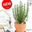 ローズマリー 皿付 テラコッタ鉢 オレンジ 素焼 陶器鉢 鉢植え 陶器 茶色 茶 ブラウン 苔 苗 苗木 薬 立性 ハーブ マンネンロウ 迷迭香 海のしずく ココヤシファイバー 観葉植物 庭木