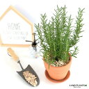 ローズマリー 皿付 テラコッタ鉢 オレンジ 素焼 陶器鉢 鉢植え 陶器 茶色 茶 ブラウン 苔 苗 苗木 薬 立性 ハーブ マンネンロウ 迷迭香 海のしずく コ...
