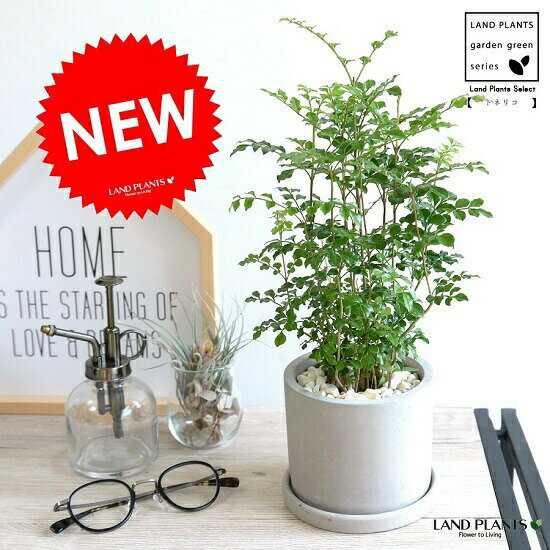 楽天市場 シマトネリコ セメント シリンダー 陶器鉢 島十練子 トネリコ 苗木 苗 島トネリコ タイワンシオジ 鉢植え 陶器 コンクリポット 丸形 グレー 灰色 灰 ネズミ 苔 コケ 観葉植物 バルコニスト 送料無料 ランドプランツ