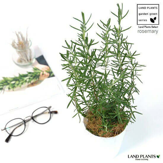 ローズマリー マジョルカピンク 3号 白色 プラスチック鉢 マンネンロウ 立性 たち性 マジョリカ 苗 苗木 鉢植え プラ鉢 トスカーナ 料理 ハーブ　境界垣 生垣 海のしずく 薬 バルコニスト ココヤシファイバー 観葉植物のサムネイル