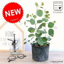 ユーカリ (ポポラス) モスポット シリンダー 黒色 陶器鉢 ポリアンセモス 丸葉 ハートの葉 丸鉢 鉢植え 陶器 テラコッタ鉢 ブラック 黒 灰 灰色 グレー...