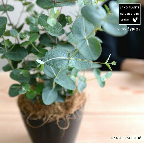 【お試し】 ユーカリ（グニー) 4号 黒色 プラスチック鉢 鉢植え プラ鉢 ブラック 黒ユーカリの木 ユーカリプタス フトモモ グニ コアラ インテリアバーク 観葉植物のサムネイル