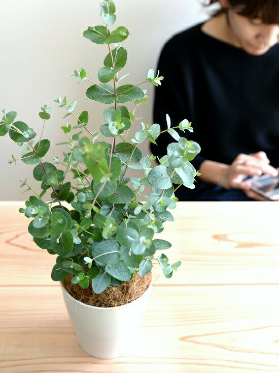 楽天市場 お試し ユーカリ グニー 白色 プラスチック鉢 4号 鉢植え プラ鉢 ホワイト 白 ユーカリの木 ユーカリプタス フトモモ グニ コアラ インテリアバーク 観葉植物 ランドプランツ 楽天市場 お試し ユーカリ グニー 白色 プラスチック鉢 4号 鉢植え プラ鉢 ホワイト 白 ユーカリの木 ユーカリプタス フトモモ グニ コアラ インテリアバーク 観葉植物 ランドプランツ
