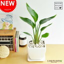 オーガスタ どっしりした (白色)台形 陶器鉢 ストレリチア・ニコライ ストレチア 天国の白い鳥 敬老の日 ポイント消化 観葉植物