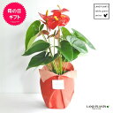 【 観葉植物 】 フラワーギフト 大人気 アンスリューム真赤な花付き観葉植物 アンスリウム アンス ロイヤルチャンピオン 敬老の日 ポイント消化 観葉植物