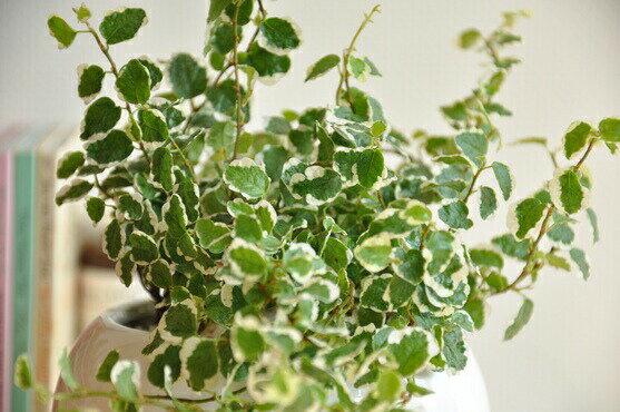 観葉植物 プミラ の育て方 増やし方や枯れる原因と予防策をご紹介 暮らし の