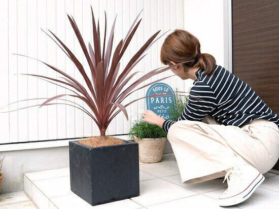 赤葉が美しい 外で育つ観葉植物 黒色 赤ドラセナ コルディリネ 陶器鉢 ココファイバー 観葉植物 コルディリネ 大型 ブラック キューブ型 苗 コルジリネ レッドスター ファイバー コルディリネ 苗木 鉢 鉢植え 観葉植物 送料無料 黒 ブラック 正方形 四角 スクエア 赤葉が美しい 外で育つ観葉植物 黒色 赤ドラセナ コルディリネ 陶器鉢 ココファイバー 観葉植物 コルディリネ 大型 ブラック キューブ型 苗 コルジリネ レッドスター ファイバー コルディリネ 苗木 鉢 鉢植え 観葉植物 送料無料 黒 ブラック 正方形 四角 スクエア