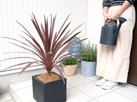 赤葉が美しい 外で育つ観葉植物 黒色 赤ドラセナ コルディリネ 陶器鉢 ココファイバー 観葉植物 コルディリネ 大型 ブラック キューブ型 苗 コルジリネ レッドスター ファイバー コルディリネ 苗木 鉢 鉢植え 観葉植物 送料無料 黒 ブラック 正方形 四角 スクエア 赤葉が美しい 外で育つ観葉植物 黒色 赤ドラセナ コルディリネ 陶器鉢 ココファイバー 観葉植物 コルディリネ 大型 ブラック キューブ型 苗 コルジリネ レッドスター ファイバー コルディリネ 苗木 鉢 鉢植え 観葉植物 送料無料 黒 ブラック 正方形 四角 スクエア