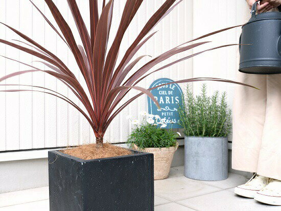 赤葉が美しい 外で育つ観葉植物 黒色 赤ドラセナ コルディリネ 陶器鉢 ココファイバー 観葉植物 コルディリネ 大型 ブラック キューブ型 苗 コルジリネ レッドスター ファイバー コルディリネ 苗木 鉢 鉢植え 観葉植物 送料無料 黒 ブラック 正方形 四角 スクエア