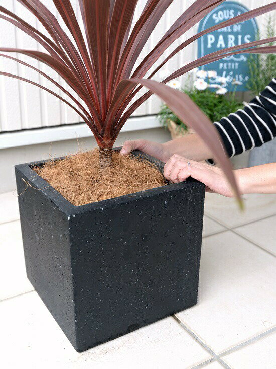 赤葉が美しい 外で育つ観葉植物 黒色 赤ドラセナ コルディリネ 陶器鉢 ココファイバー 観葉植物 コルディリネ 大型 ブラック キューブ型 苗 コルジリネ レッドスター ファイバー コルディリネ 苗木 鉢 鉢植え 観葉植物 送料無料 黒 ブラック 正方形 四角 スクエア 赤葉が美しい 外で育つ観葉植物 黒色 赤ドラセナ コルディリネ 陶器鉢 ココファイバー 観葉植物 コルディリネ 大型 ブラック キューブ型 苗 コルジリネ レッドスター ファイバー コルディリネ 苗木 鉢 鉢植え 観葉植物 送料無料 黒 ブラック 正方形 四角 スクエア