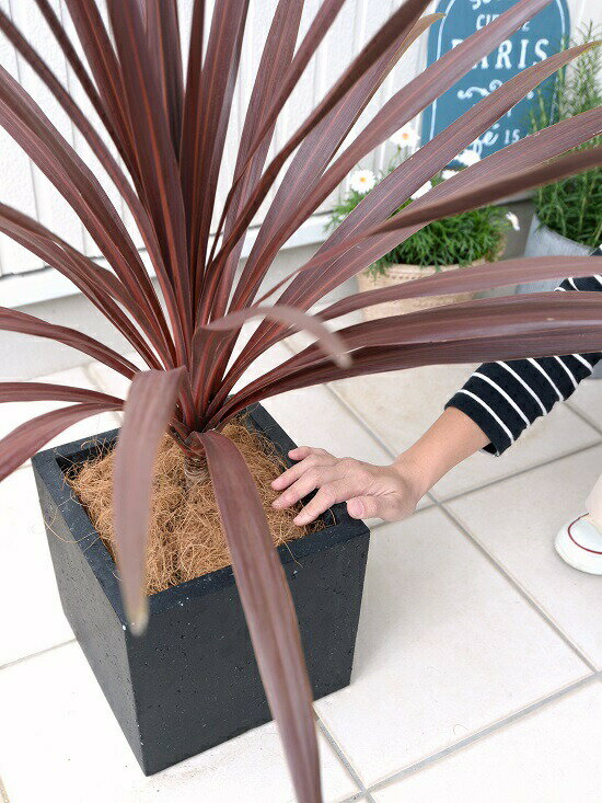 赤葉が美しい 外で育つ観葉植物 黒色 赤ドラセナ コルディリネ 陶器鉢 ココファイバー 観葉植物 コルディリネ 大型 ブラック キューブ型 苗 コルジリネ レッドスター ファイバー コルディリネ 苗木 鉢 鉢植え 観葉植物 送料無料 黒 ブラック 正方形 四角 スクエア 赤葉が美しい 外で育つ観葉植物 黒色 赤ドラセナ コルディリネ 陶器鉢 ココファイバー 観葉植物 コルディリネ 大型 ブラック キューブ型 苗 コルジリネ レッドスター ファイバー コルディリネ 苗木 鉢 鉢植え 観葉植物 送料無料 黒 ブラック 正方形 四角 スクエア