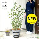 ユーカリ(ポポラス) 灰色 ウッドバレルプランター 木製 植木鉢 【ココファイバー】