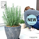 ローズマリー(中型) 黒色 エッグ型 ラウンド 陶器鉢 【受皿・ココファイバー】 立性 鉢植え 苗 苗木 ローズマリ ハーブ ハーヴ 黒 ブラック ココヤシファイバー 観葉植物 送料無料