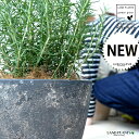 ローズマリー(中型) 黒色 エッグ型 ラウンド 陶器鉢 【受皿・ココファイバー】 立性 鉢植え 苗 苗木 ローズマリ ハーブ ハーヴ 黒 ブラック ココヤシファイバー 観葉植物 送料無料