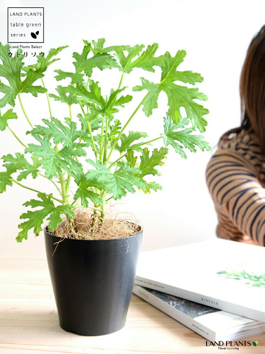 蚊取草のここがオススメ！！ 　カトリソウには蚊取り線香のような効果があります。 　害虫は嫌い…だけど蚊取り線香は苦手 　　　　　そんな方にピッタリな蚊取り草です。 　　　　↓　　↓　　↓　　↓　　↓　　↓　　↓ 玄関先やベランダに最適♪ 洗濯物を干す時に効果あり！ いやな害虫を寄せ付けない！ ……………………………………………………………… □種類　　 カトリソウ □鉢　　 　4号サイズ □鉢素材　 プラスチック ……………………………………………………………… レモンの様な爽やかな香り♪ ▼size 　高さ：約20?30cm　幅：約15?25cm （葉の広がりを含むおよその寸法） ※樹形、葉色、茂りなどに多少個体差がありますご了承下さい。 ▼置き場所 　場所：冬：室内　　夏：室外 　日光：日向?日陰 　温度：5℃以上 明るい場所?半日陰で育てます。 窓から少し離れた、部屋の中程でも管理できます。 室内管理の場合は、定期的に日光浴をさせましょう。 ※夏場は直射日光を避けた半日陰で管理してください。 寒冷地では室内に取り込む必要があります。 ▼水やり 　回数：1週間に2?3回程度　　夏：2?3日に1回 　分量：500mlのペットボトル4分の1程度 ※年間を通して通常の植物より乾燥気味に管理します。 【PR】 おすすめ肥料 ● 有機100％ 安全安心 実と花がよくつく肥料 748円 【関連商品】 オススメのアイテム ●観葉植物の土　5L ……………………………………………………………… ■ 付属品 ・カトリソウ ・プラスチック鉢 ・土を隠す化粧材（ヤシ繊維） ……………………………………………………………… レモンの様な爽やかな香り♪ ■　スタッフコメント♪ 新芽から虫除け成分が出やすいので 葉先を切り戻しをして 新芽を出させましょう。 風で揺れると虫除け成分が出るので 風通しの良い場所で育てましょう。 通常の植物よりも乾燥を好みます。 水の与えすぎに注意をしましょう。 虫が嫌がるシトロネラールという成分が カトリソウには含まれています。 【PR】 オススメの栄養剤 ● evo 植物が元気になる 肥料 85g 748円 砕いて与える 有機100％の肥料 観葉植物は新しい葉を芽吹く4月?10月までの期間に最もエネルギーを使います。ミルで容器内部の肥料を削って与えます。肥料が細かくなることで即効性が高まります。土をふかふかにする『腐植』が配合された、有機100％の安心安全で初心者の方にもオススメのスタイリッシュでクリーンな肥料です。 植物と一緒に飾れる見た目も◎の肥料 ●新しい葉を出す5月?10月に肥料を与えましょう♪ 【プレゼント包装可能です】 ※ラッピング無料 【メッセージカード・祝札】 ※無料 ●引越し祝い ●新築御祝い ●開店御祝い 　●お誕生日プレゼント　 虫よけの木カトリソウです！ レモンの様な爽やかな香り♪ ペット用の虫除けにもオススメ！ 【PR】 オススメ関連商品 ●【受け皿】 4号 プラスチック鉢用 お試しサイズ専用の受け皿です！ 4号プラスチック鉢にジャストサイズのプラスチック製の受け皿です。シンプルなデザインと耐久性に優れたおすすめの付属品です。【室内〇 屋外〇】 同時購入で同梱発送できます。●メッセージカード無料です。　●ラッピング無料です。 蚊の嫌がる植物　カトリソウ　にお試しサイズが登場です！ ◆　蚊の多い夏の時期を 　 ◆　カトリソウの苗で乗り切りましょう こんな方にピッタリです！！ 蚊は嫌い…だけど蚊取り線香は苦手 レモンの様な香りの植物で 蚊を撃退しましょう♪ 【PR】 オススメ関連商品 ●【受け皿】 4号 プラスチック鉢用 お試しサイズ専用の受け皿です！ 4号プラスチック鉢にジャストサイズのプラスチック製の受け皿です。シンプルなデザインと耐久性に優れたおすすめの付属品です。【室内〇 屋外〇】 同時購入で同梱発送できます。