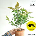 レモンマートル(ハーブ) 茶色 モスポット シリンダー型 陶器鉢 【バークチップ】茶 オレンジ シトラール レモンマートルの木 ハーブ ハーヴ メディカルハーブ...
