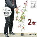 【お試し】 レッドロビン 3.5号 苗木 (2本) (高さ90?110cm)苗 苗木 苗ポット セイヨウカナメ カナメモチ 生垣 垣根 目隠し 壁面緑化 グリー...