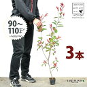 【お試し】 レッドロビン 3.5号 苗木 (3本) (高さ90?110cm)苗 苗木 苗ポット セイヨウカナメ カナメモチ 生垣 垣根 目隠し 壁面緑化 グリー...