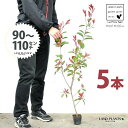 【お試し】 レッドロビン 3.5号 苗木 (5本) (高さ90?110cm)苗 苗木 苗ポット セイヨウカナメ カナメモチ 生垣 垣根 目隠し 壁面緑化 グリー...