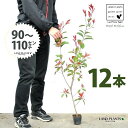 【お試し】 レッドロビン 3.5号 苗木 (12本) (高さ90?110cm)苗 苗木 苗ポット セイヨウカナメ カナメモチ 生垣 垣根 目隠し 壁面緑化 グリ...
