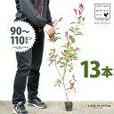 【お試し】 レッドロビン 3.5号 苗木 (13本) (高さ90?110cm)苗 苗木 苗ポット セイヨウカナメ カナメモチ 生垣 垣根 目隠し 壁面緑化 グリ...