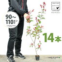 【お試し】 レッドロビン 3.5号 苗木 (14本) (高さ90?110cm)苗 苗木 苗ポット セイヨウカナメ カナメモチ 生垣 垣根 目隠し 壁面緑化 グリ...