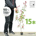 【お試し】 レッドロビン 3.5号 苗木 (15本) (高さ90?110cm)苗 苗木 苗ポット セイヨウカナメ カナメモチ 生垣 垣根 目隠し 壁面緑化 グリ...