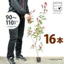 【お試し】 レッドロビン 3.5号 苗木 (16本) (高さ90?110cm)苗 苗木 苗ポット セイヨウカナメ カナメモチ 生垣 垣根 目隠し 壁面緑化 グリ...