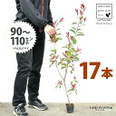 【お試し】 レッドロビン 3.5号 苗木 (17本) (高さ90?110cm)苗 苗木 苗ポット セイヨウカナメ カナメモチ 生垣 垣根 目隠し 壁面緑化 グリ...