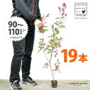 【お試し】 レッドロビン 3.5号 苗木 (19本) (高さ90?110cm)苗 苗木 苗ポット セイヨウカナメ カナメモチ 生垣 垣根 目隠し 壁面緑化 グリ...