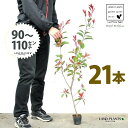 【お試し】 レッドロビン 3.5号 苗木 (21本) (高さ90?110cm)苗 苗木 苗ポット セイヨウカナメ カナメモチ 生垣 垣根 目隠し 壁面緑化 グリ...