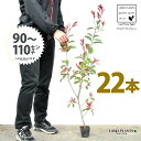 【お試し】 レッドロビン 3.5号 苗木 (22本) (高さ90?110cm)苗 苗木 苗ポット セイヨウカナメ カナメモチ 生垣 垣根 目隠し 壁面緑化 グリ...