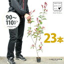 【お試し】 レッドロビン 3.5号 苗木 (23本) (高さ90?110cm)苗 苗木 苗ポット セイヨウカナメ カナメモチ 生垣 垣根 目隠し 壁面緑化 グリ...