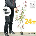 【お試し】 レッドロビン 3.5号 苗木 (24本) (高さ90?110cm)苗 苗木 苗ポット セイヨウカナメ カナメモチ 生垣 垣根 目隠し 壁面緑化 グリ...