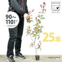 【お試し】 レッドロビン 3.5号 苗木 (25本) (高さ90?110cm)苗 苗木 苗ポット セイヨウカナメ カナメモチ 生垣 垣根 目隠し 壁面緑化 グリ...