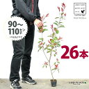【お試し】 レッドロビン 3.5号 苗木 (26本) (高さ90?110cm)苗 苗木 苗ポット セイヨウカナメ カナメモチ 生垣 垣根 目隠し 壁面緑化 グリ...