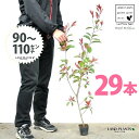 【お試し】 レッドロビン 3.5号 苗木 (29本) (高さ90?110cm)苗 苗木 苗ポット セイヨウカナメ カナメモチ 生垣 垣根 目隠し 壁面緑化 グリ...