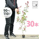 【お試し】 レッドロビン 3.5号 苗木 (30本) (高さ90?110cm)苗 苗木 苗ポット セイヨウカナメ カナメモチ 生垣 垣根 目隠し 壁面緑化 グリ...