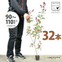 【お試し】 レッドロビン 3.5号 苗木 (32本) (高さ90?110cm)苗 苗木 苗ポット セイヨウカナメ カナメモチ 生垣 垣根 目隠し 壁面緑化 グリ...